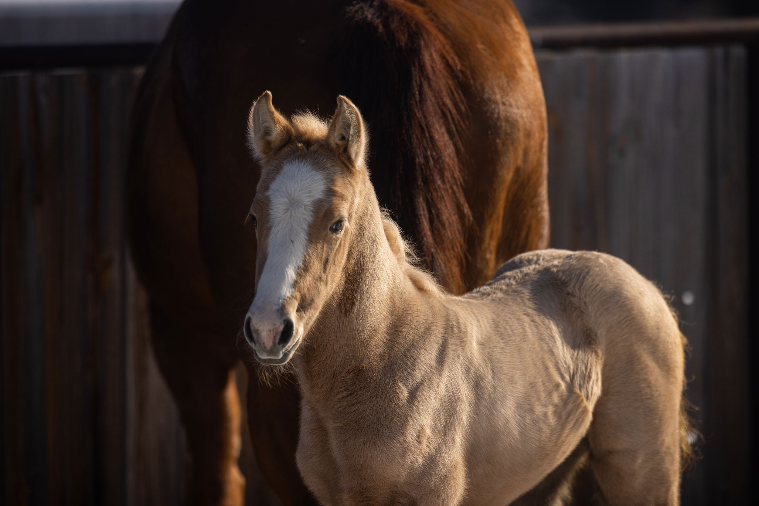 2026 Foal Crop
