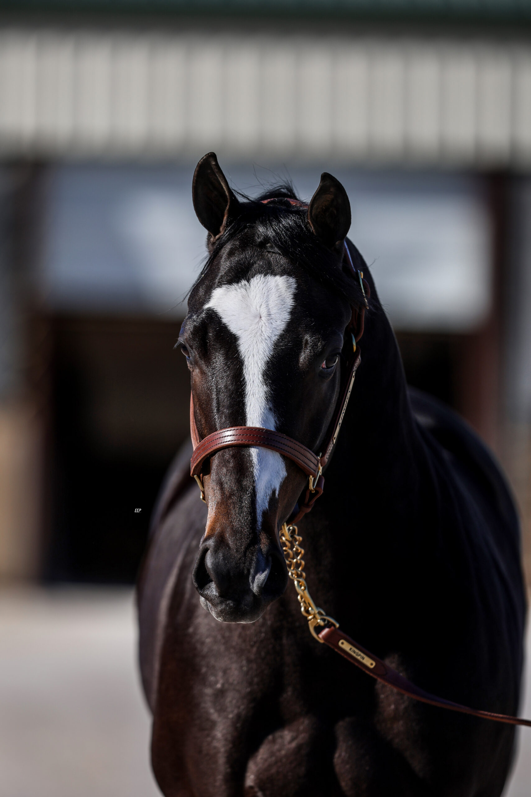 2026 Foal Crop